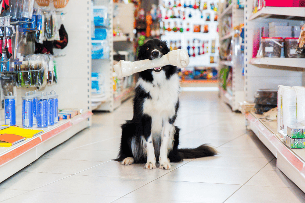 a dog holding a bone in its mouth