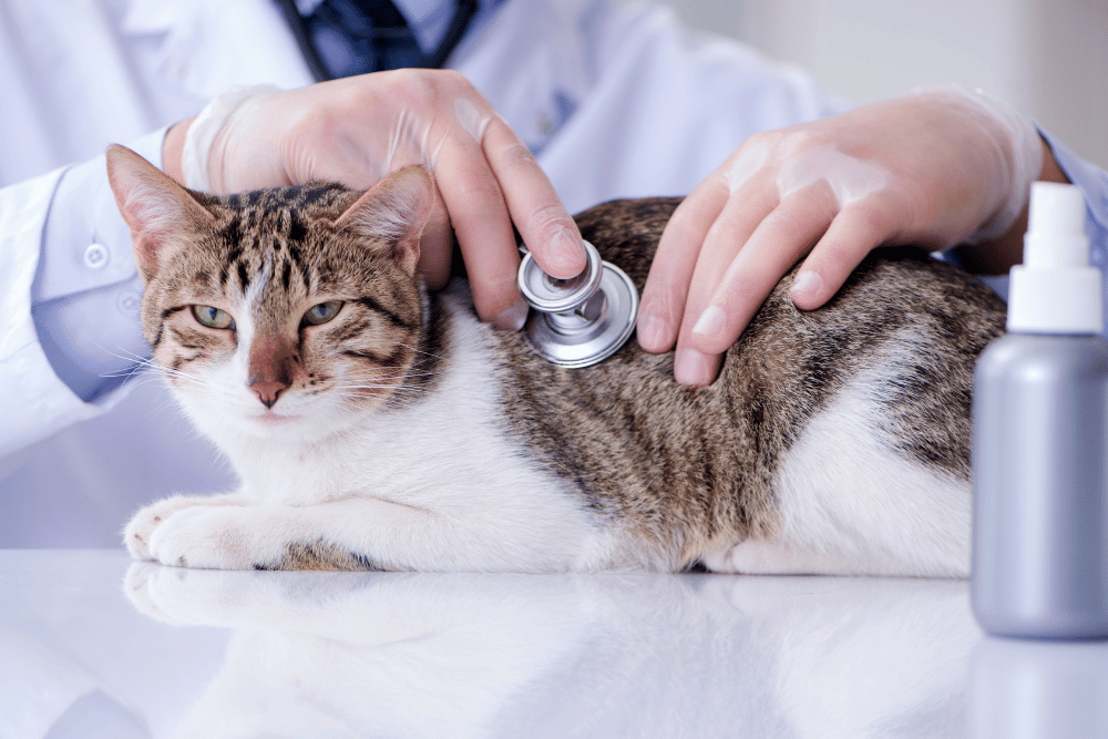 a person using a stethoscope to listen to a cat