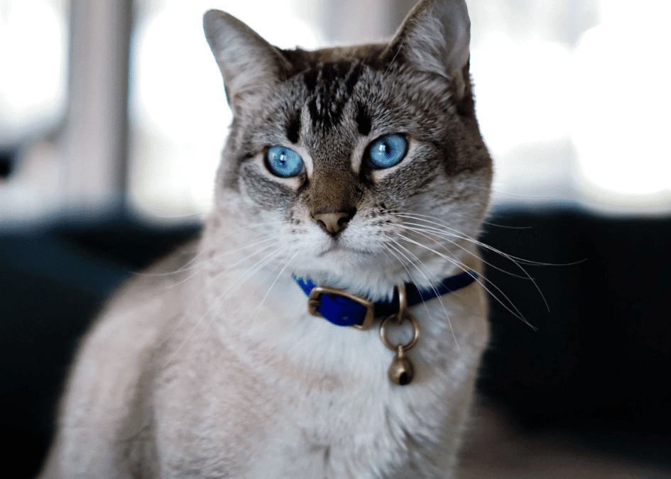 a cat with blue eyes