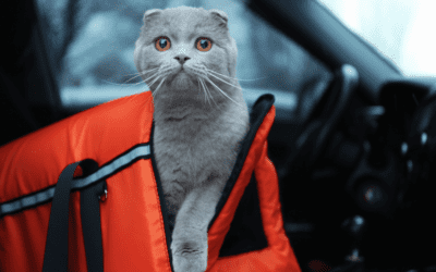 What should I do to prepare for travel with my pet?