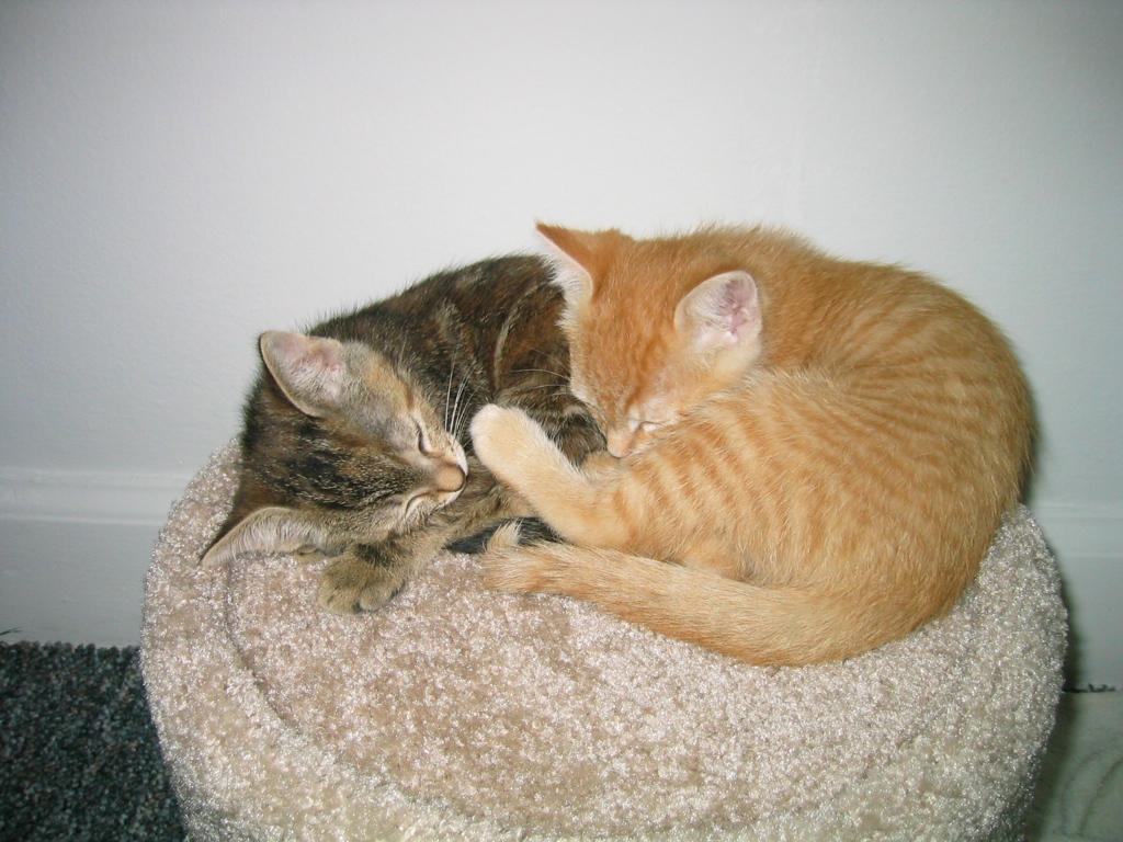 two cats lying on a cat bed