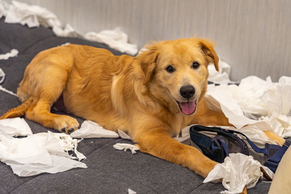 dog with chewed up tissue paper