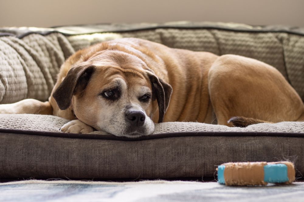 senior dog laying down