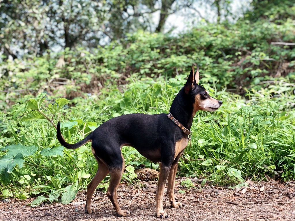 Penny Nature photo Kirby