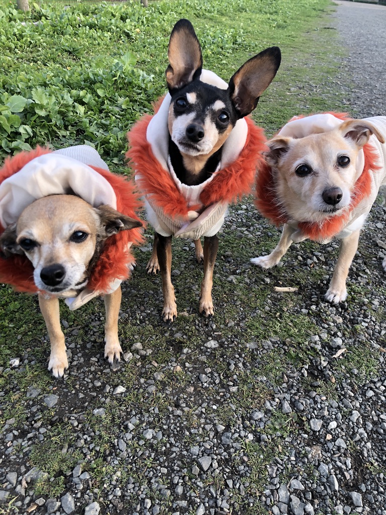 Penny + siblings 2 Kirby