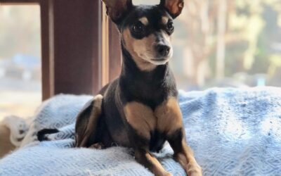 Critter of the Month: Penny