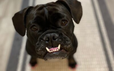 Critter of the Month: Beefy