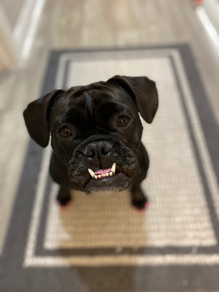 Beefy #1 A black dog grinning widely