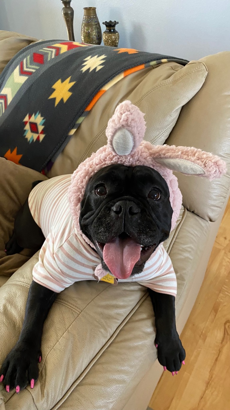 Beefy #4 A black dog dressed in a pink bunny costume