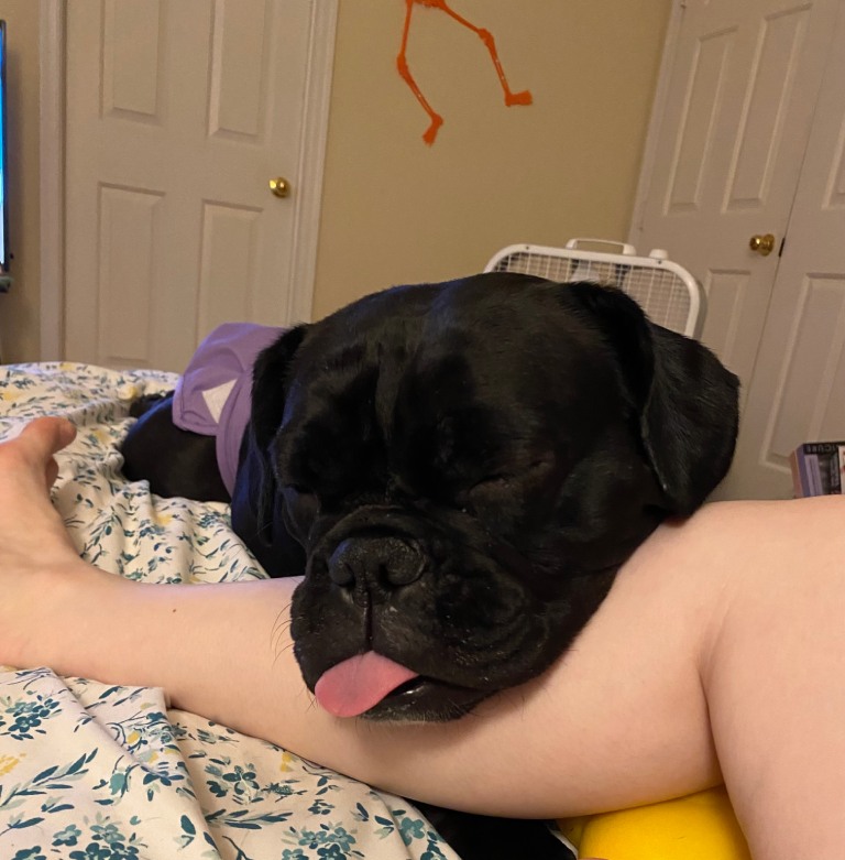 Beefy #5 A black dog with its tongue out rests on a woman's leg