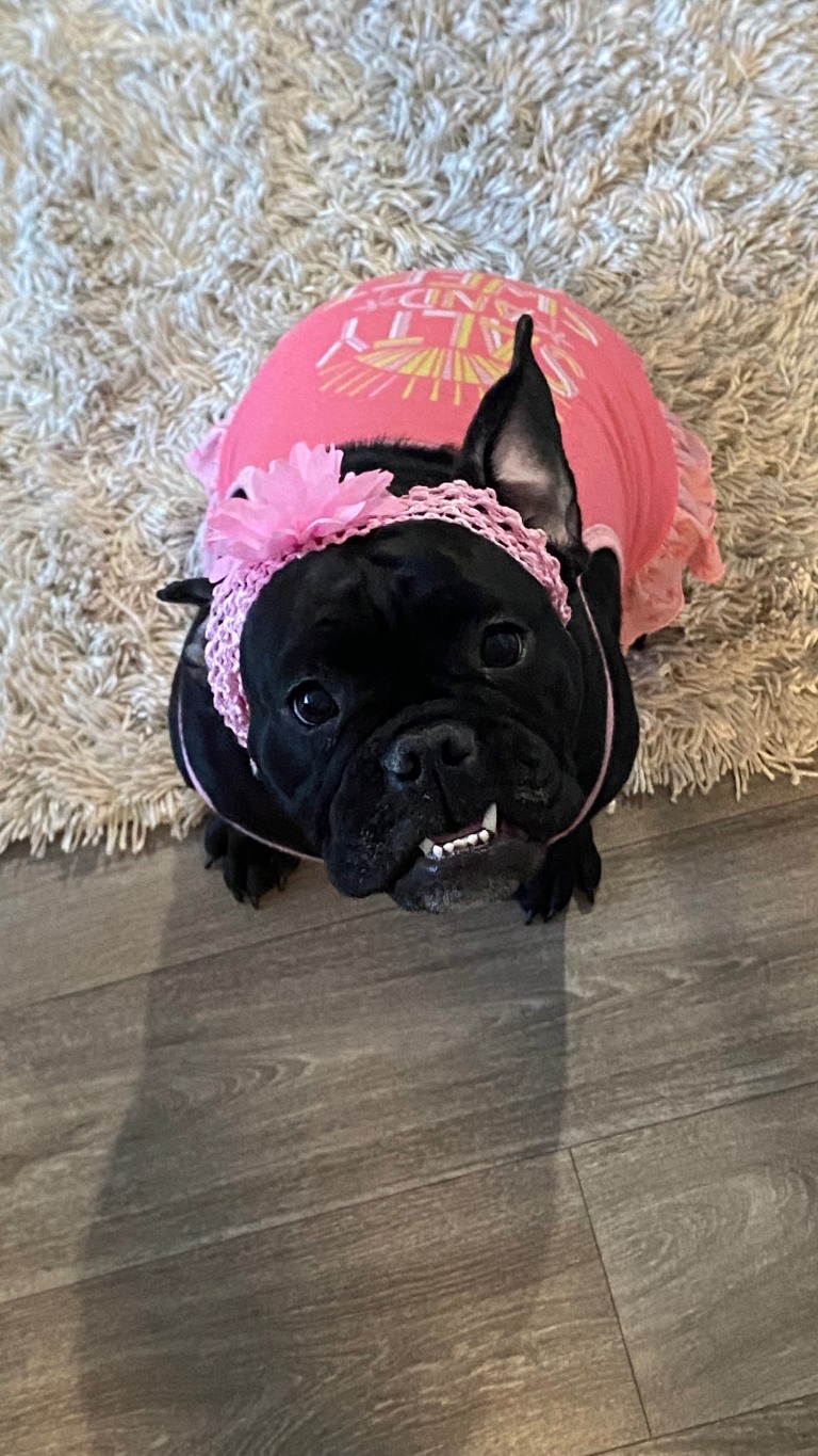 Beefy # 6 A black dog wearing a pink shirt and a matching pink bow