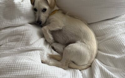 Critter of the Month: French Fry